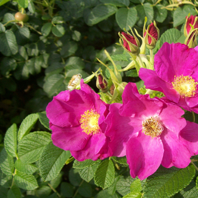 Wild Rose Hedging 